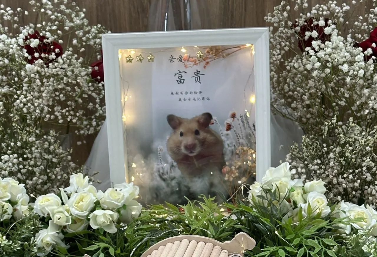 “我家的小仓鼠去了吱星了，我给它准备了隆重的告别仪式，花了$338！”